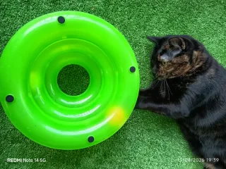 Juguete para gatos con pelotas