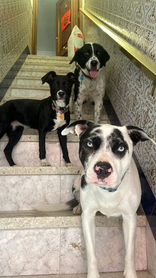 Cuidado de perros