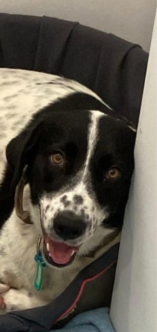 Cuidado de perros
