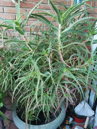 Planta Aloe Vera Grande