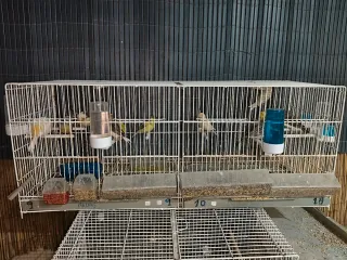 Lote jaulas cría pájaros