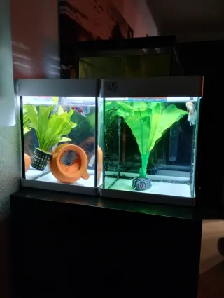 Nano Acuarios de 10 litros con luz led incluida