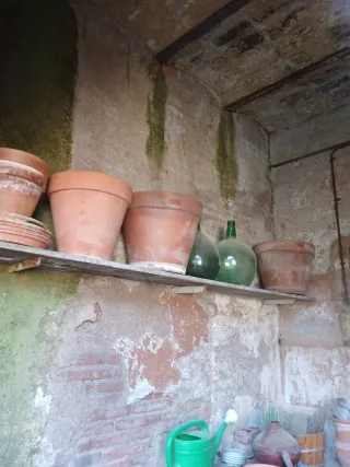 Plantas en macetas de terracota