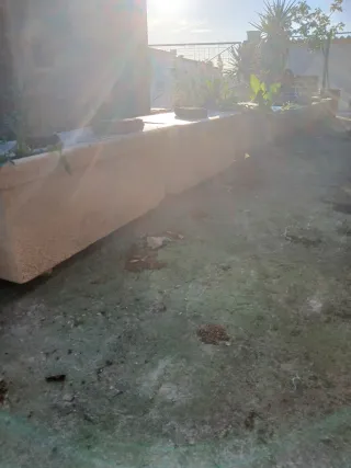 Plantas en macetas de terracota