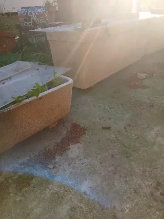 Plantas en macetas de terracota