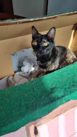 Casa de cartón para gatos - DIY