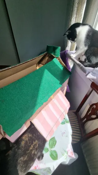 Casa de cartón para gatos - DIY