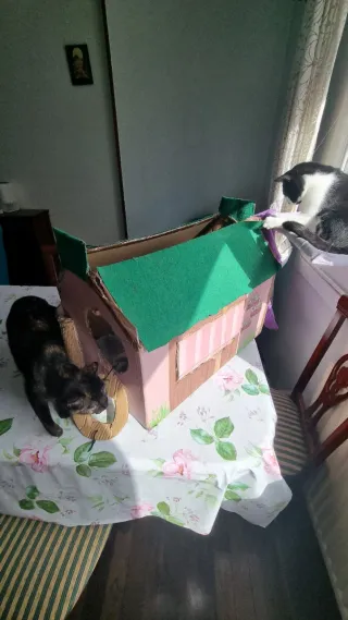 Casa de cartón para gatos - DIY