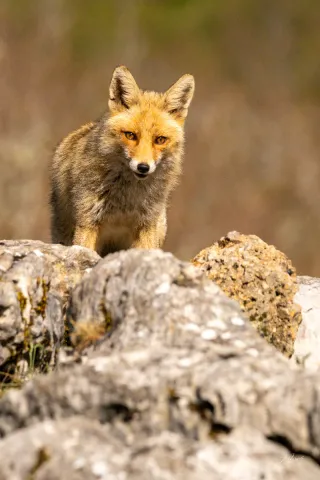 Canon EOS M50 Mark II Cámara Mirrorless