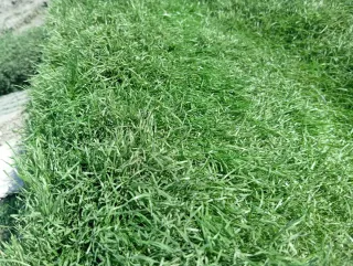 Césped artificial