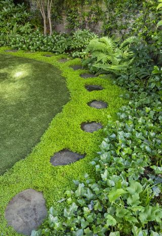 Planta Tapizante Lagrimas de Ángel 6 ultimas uds