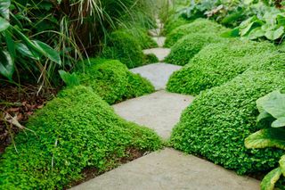 Planta Tapizante Lagrimas de Ángel 6 ultimas uds