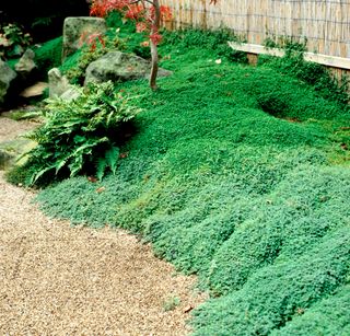 Planta Tapizante Lagrimas de Ángel 6 ultimas uds