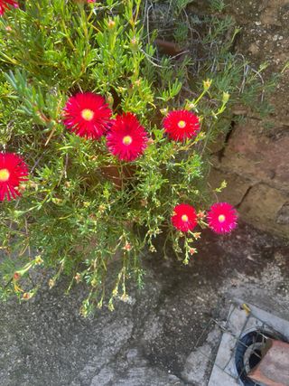 Piante fiorite rosse di Mesembriantemo M
