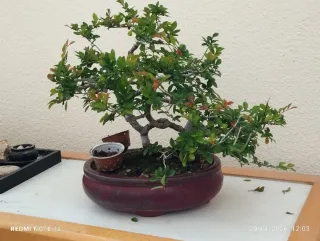 Olmo bonsai