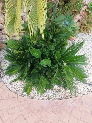 Jardinero profesional