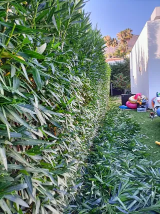 Jardinero profesional