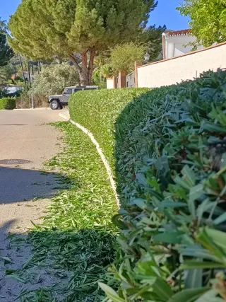 Jardinero profesional