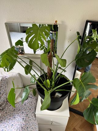 Monstera deliciosa grande