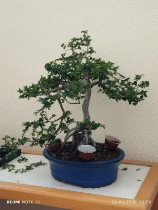 Olmo bonsai