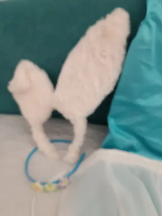 Disfraz Alicia País Maravillas Azul/Blanco