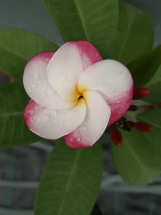 PINK PANSY Pianta Plumeria