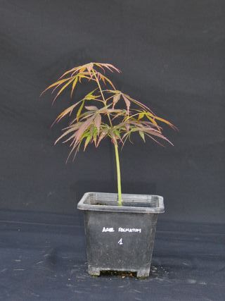 Acer Palmatum Plantón Bonsai
