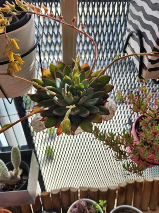 Planta Suculenta con Flores
