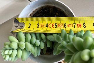 Planta de SEDUM BURRITO var. MINI