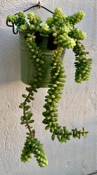 Planta de SEDUM BURRITO var. MINI