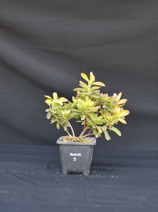 Plantón bonsái Satsuki azalea flor rosa