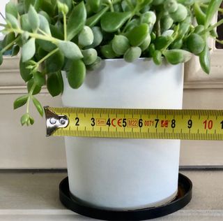 Cotyledon Pendens ( maceta grande ) IDEA REGALO