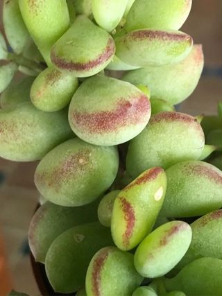 Cotyledon Pendens ( maceta grande ) IDEA REGALO