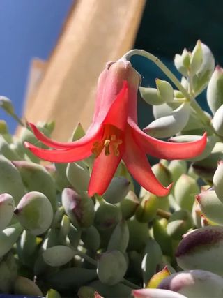 Cotyledon Pendens ( maceta grande ) IDEA REGALO