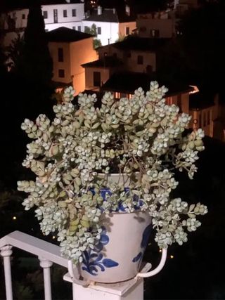 Cotyledon Pendens ( maceta grande ) IDEA REGALO