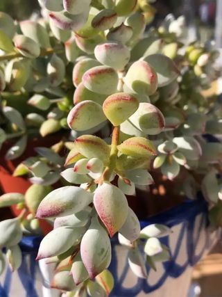 Cotyledon Pendens ( maceta grande ) IDEA REGALO