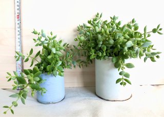 Cotyledon Pendens ( maceta grande ) IDEA REGALO