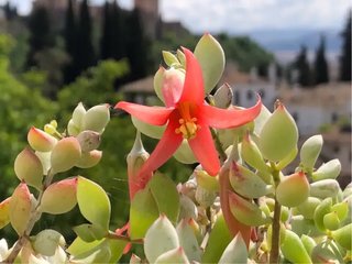 Cotyledon Pendens ( maceta grande ) IDEA REGALO