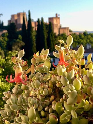 Cotyledon Pendens ( maceta grande ) IDEA REGALO