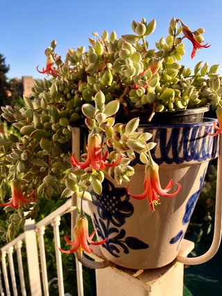 Cotyledon Pendens ( maceta grande ) IDEA REGALO