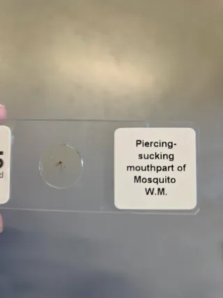 Kit microscopio Blips per smartphone