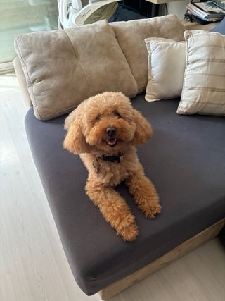 Cuidadora de mascotas