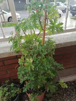 Planta Citronela Grande
