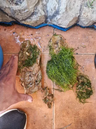 Rocas de dragón con musgo