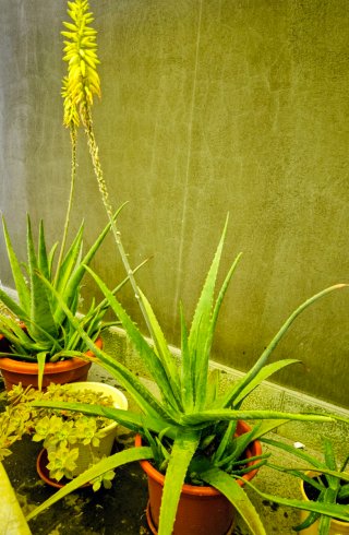 Planta Aloe Vera en maceta con flor