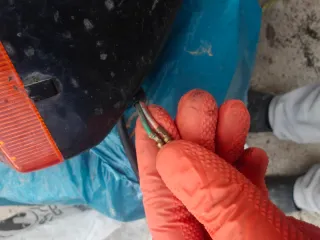 Intermitentes Traseros Honda CBR F2 F3