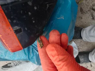 Intermitentes Traseros Honda CBR F2 F3