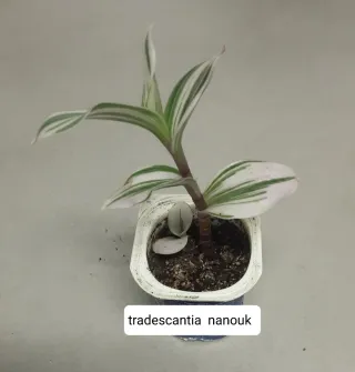 Plantas variadas ( 2 × 1.20 )