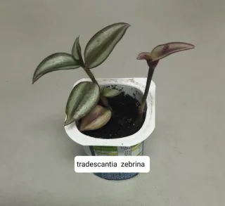 Plantas variadas ( 2 × 1.20 )