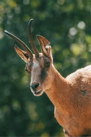 Tamron 150-600mm f/5-6.3